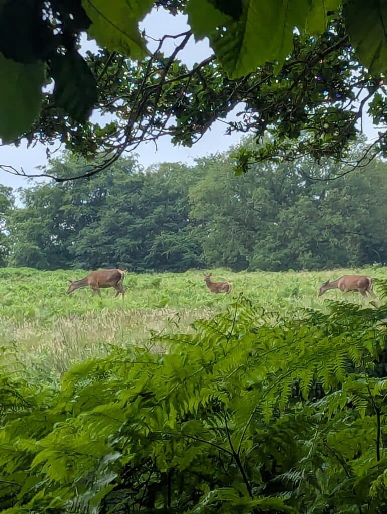 Témoignage de deuil par Sixtine, photo des biches