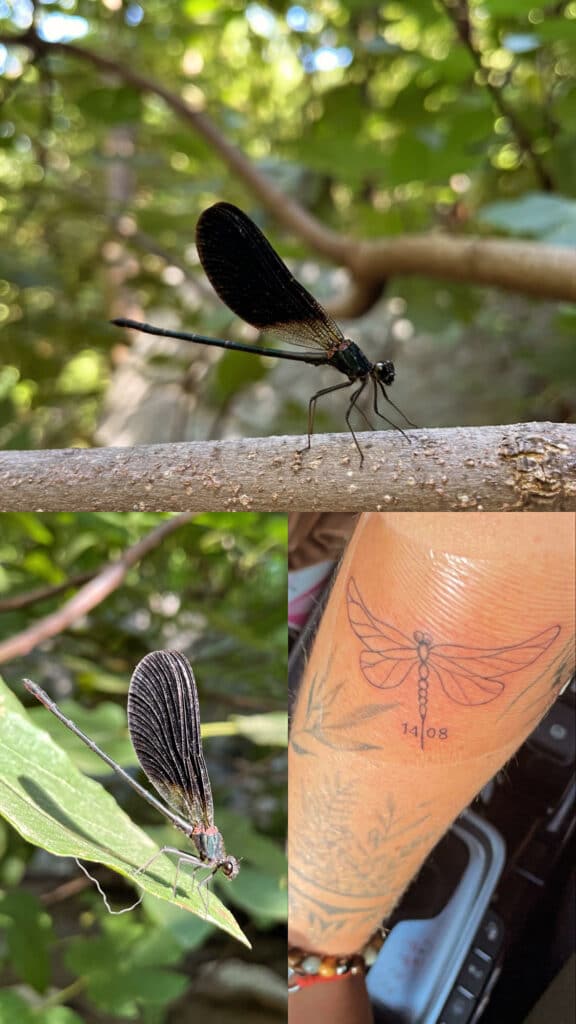 Les signes de Laurine à Ludivine au travers des libellules