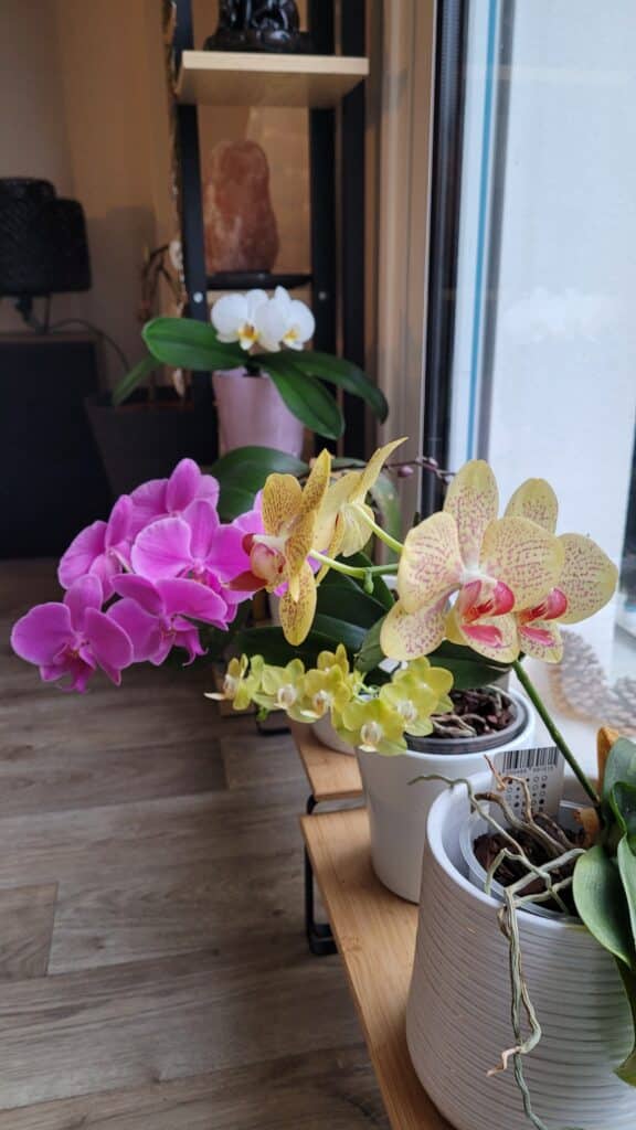 Partage de deuils multiples les orchidées de sa mère par Eve